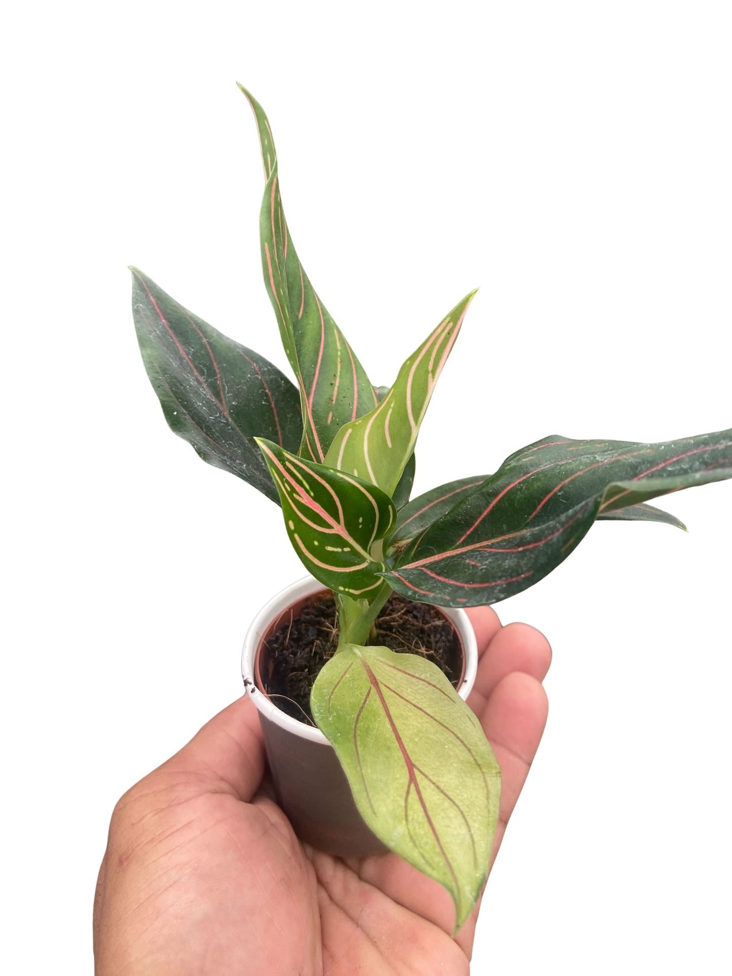 Chinese Evergreen 'Red Vein' 4" potted plant