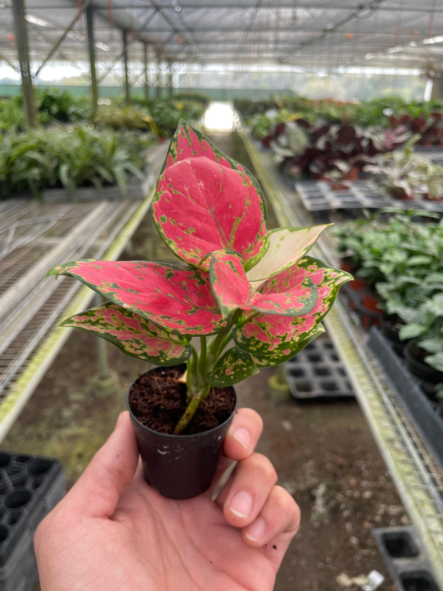 Chinese Evergreen 'Lady Valentine' potted plant