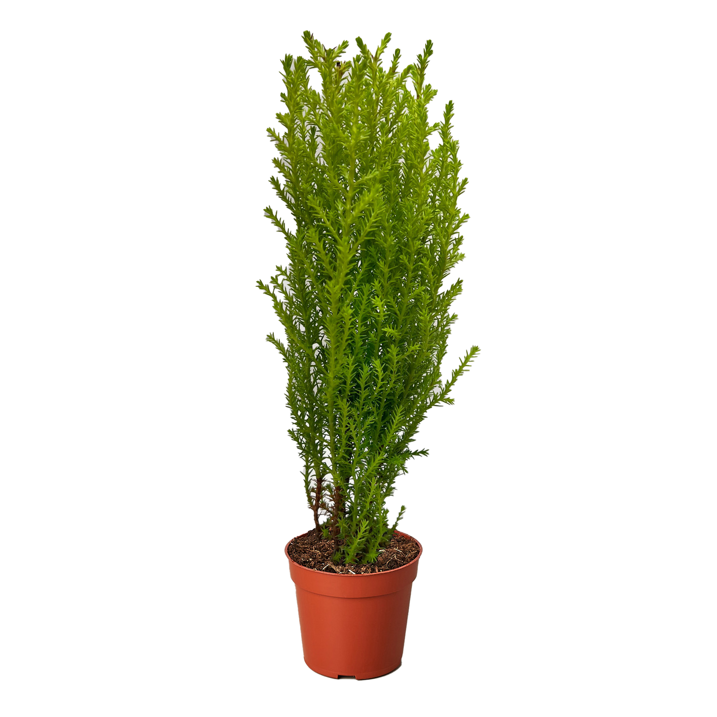 Cypress Lemon potted plant