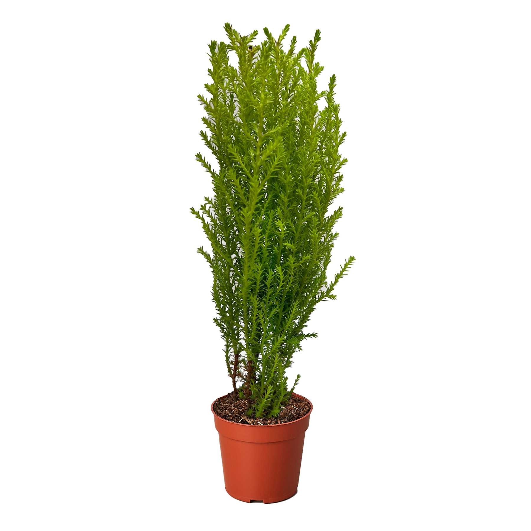 Cypress Lemon potted plant