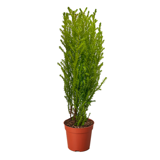 Cypress Lemon potted plant