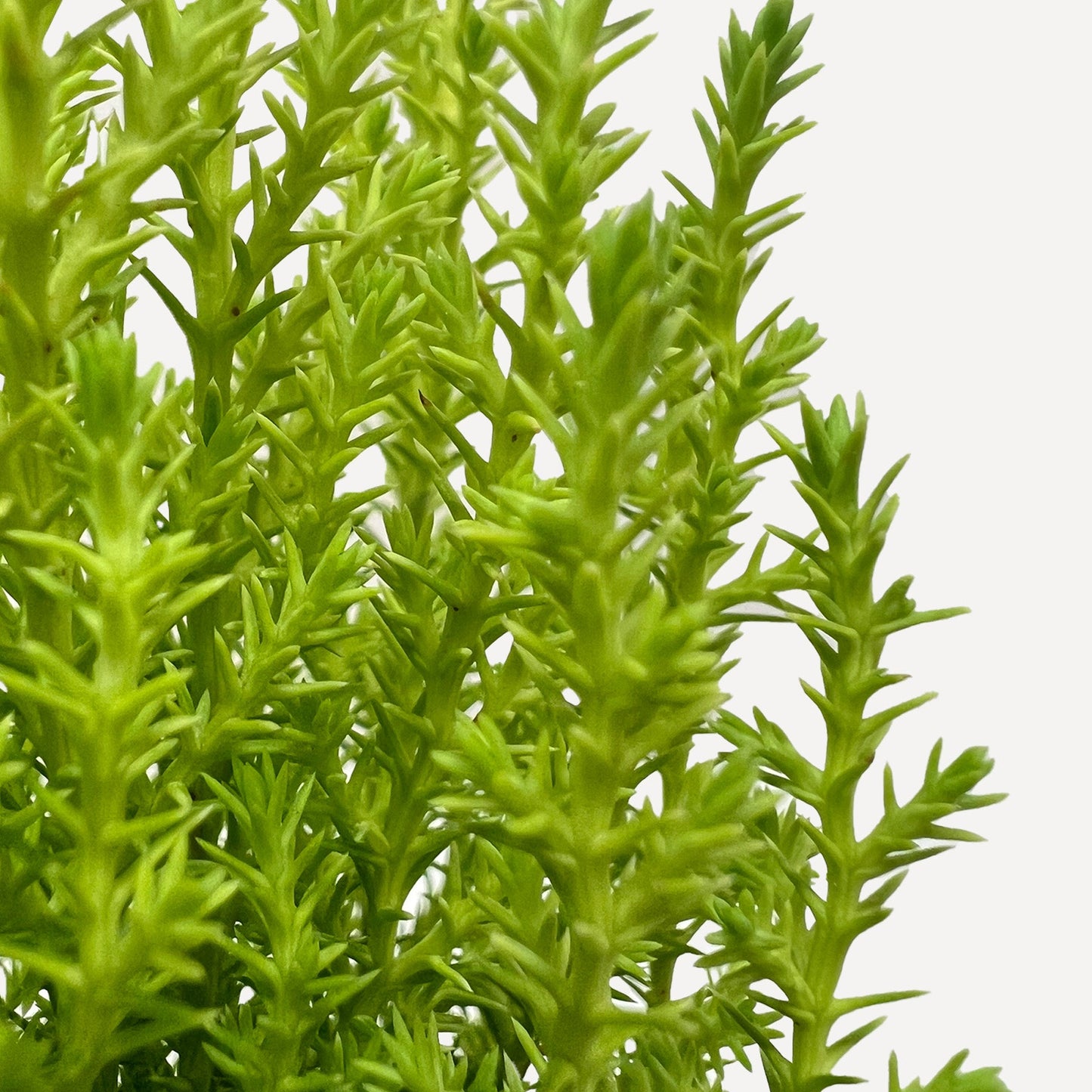 Cypress Lemon potted plant