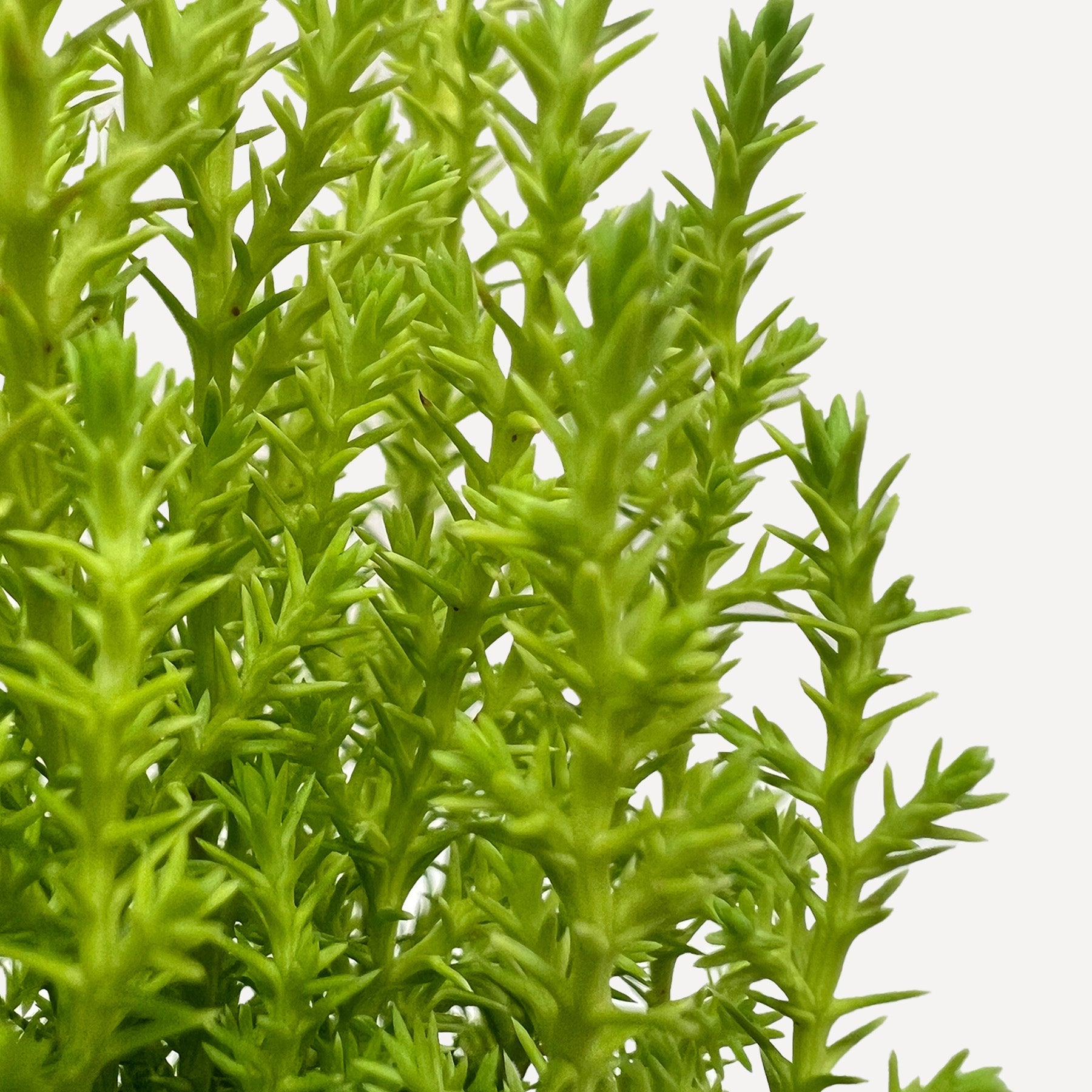 Cypress Lemon potted plant