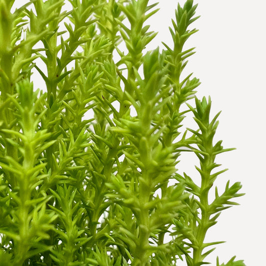 Cypress Lemon potted plant