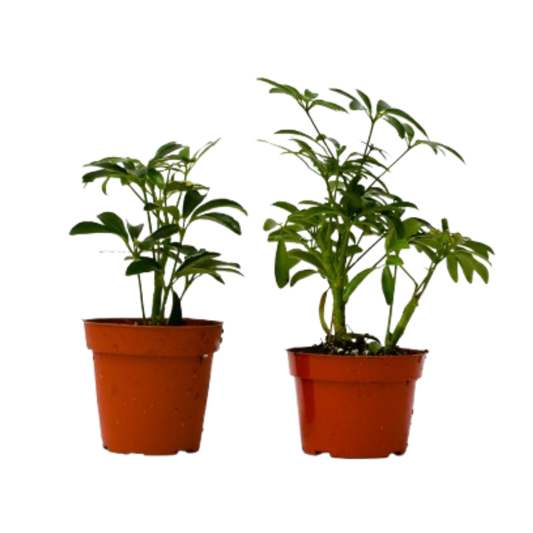 2 Different Schefflera Plants Variety Pack 4" potted plant