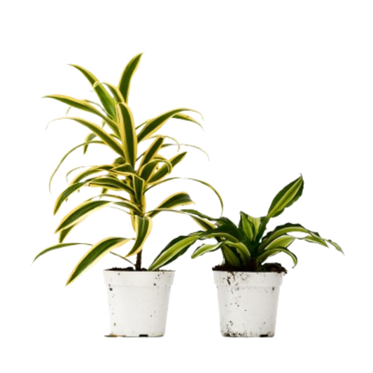 2 Dracaena Variety Pack 4" potted plant