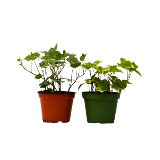 2 English Ivy Variety Pack 4" potted plant