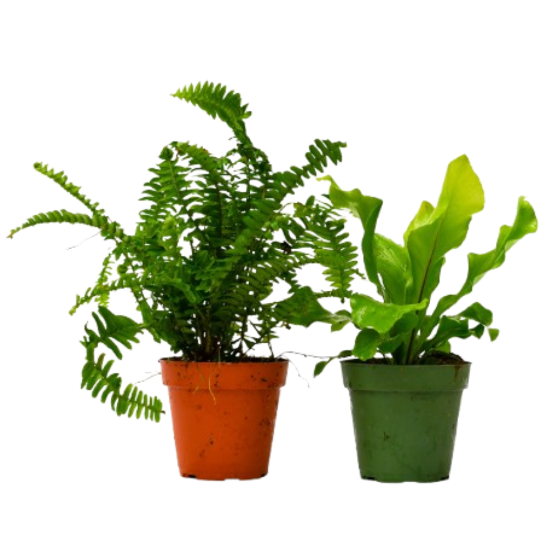 2 Fern Variety Pack 4" potted plant