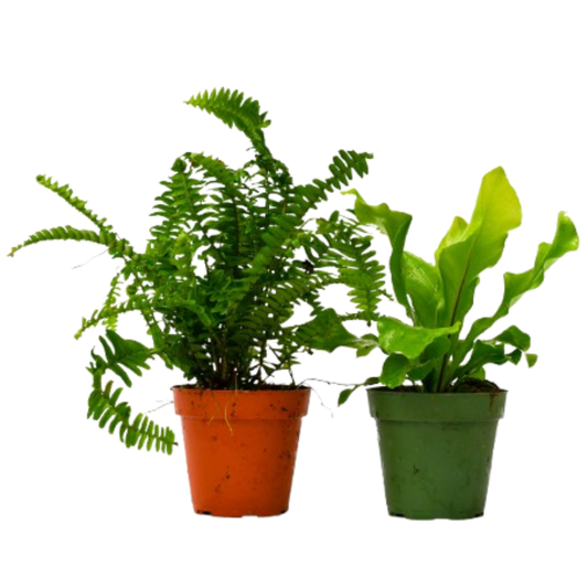 2 Fern Variety Pack 4" potted plant