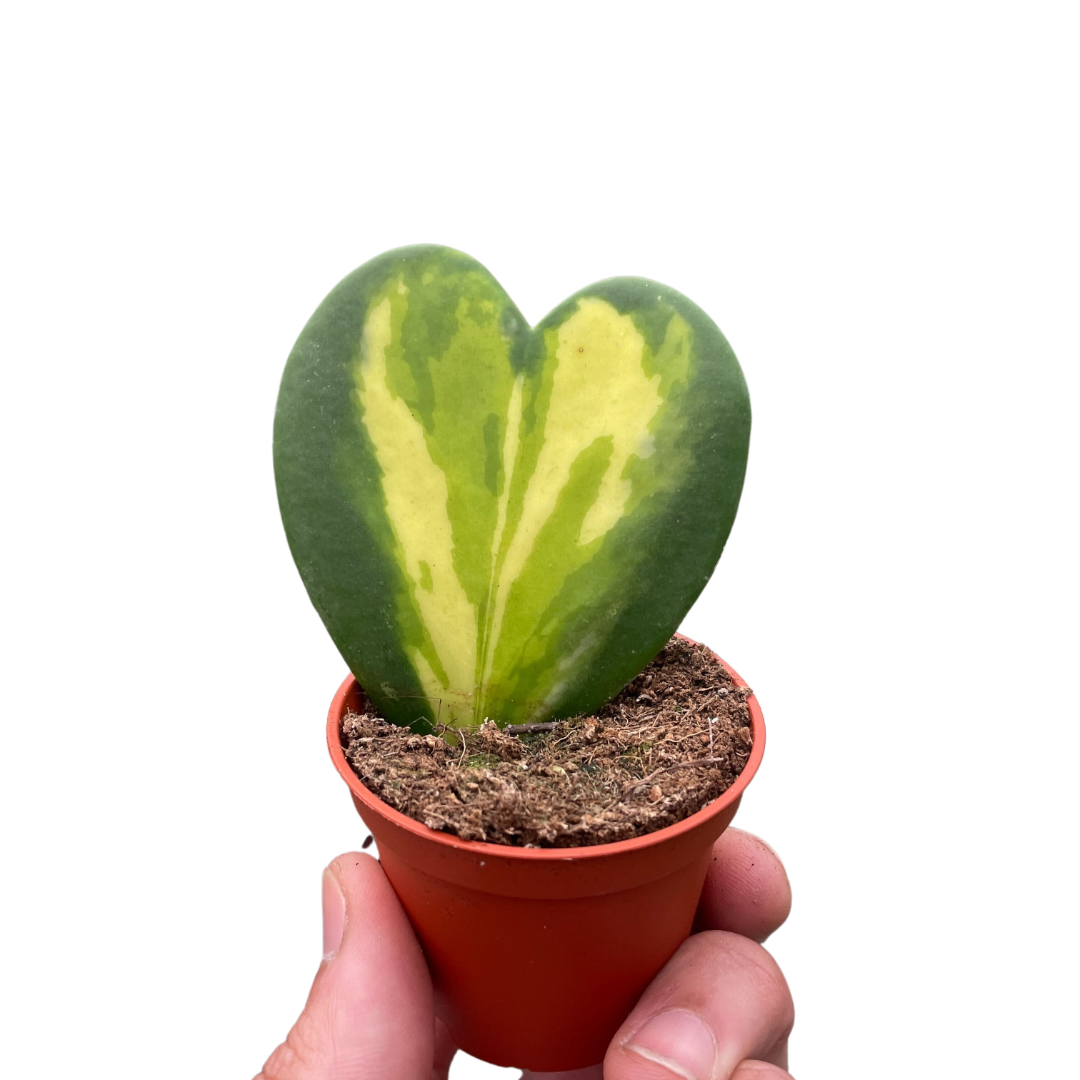 Hoya Heart Flame potted plant