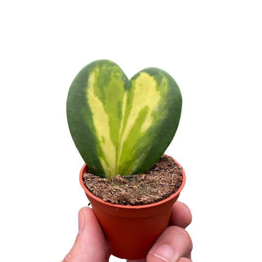 Hoya Heart Flame potted plant