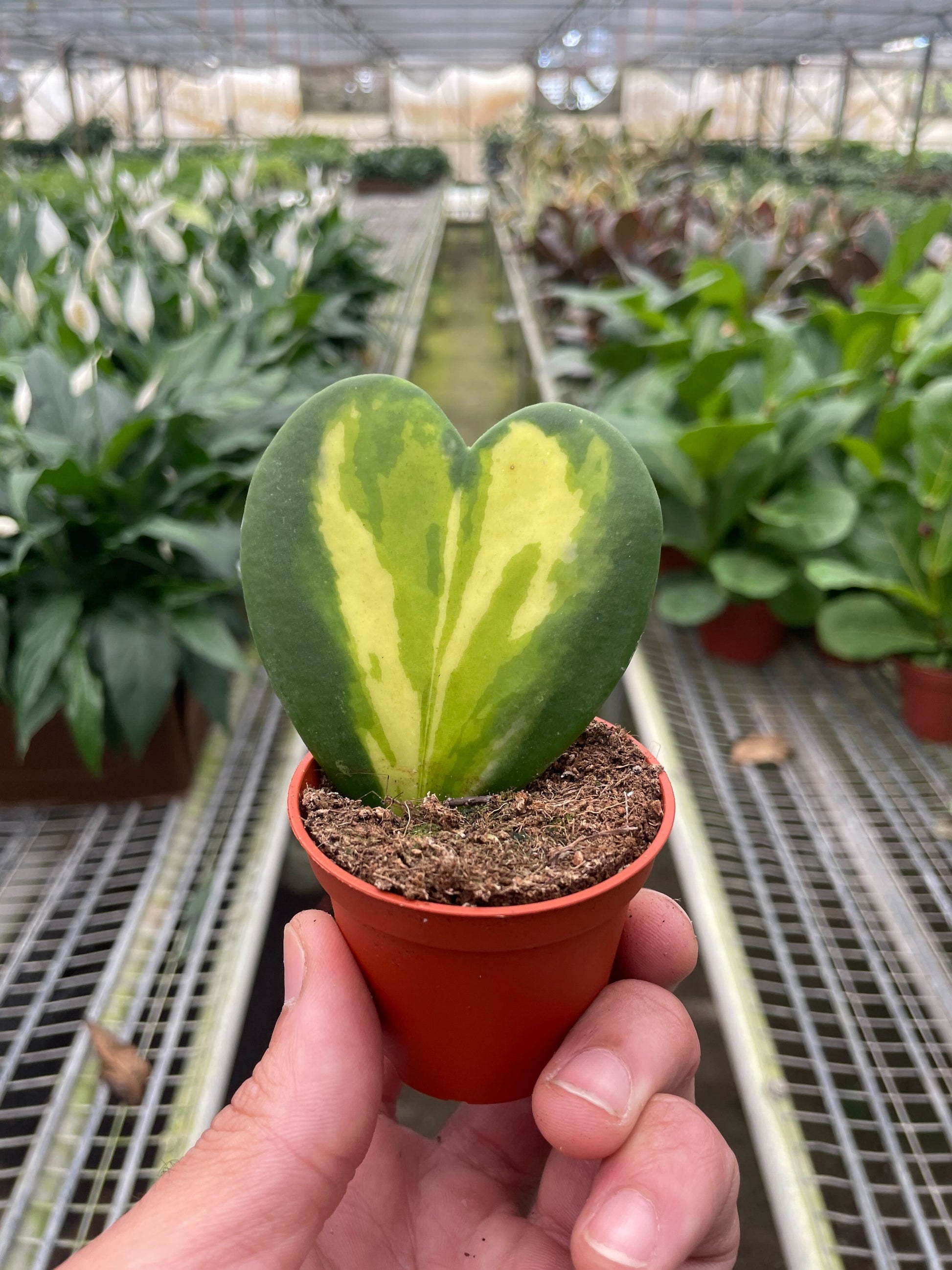 Hoya Heart Flame potted plant
