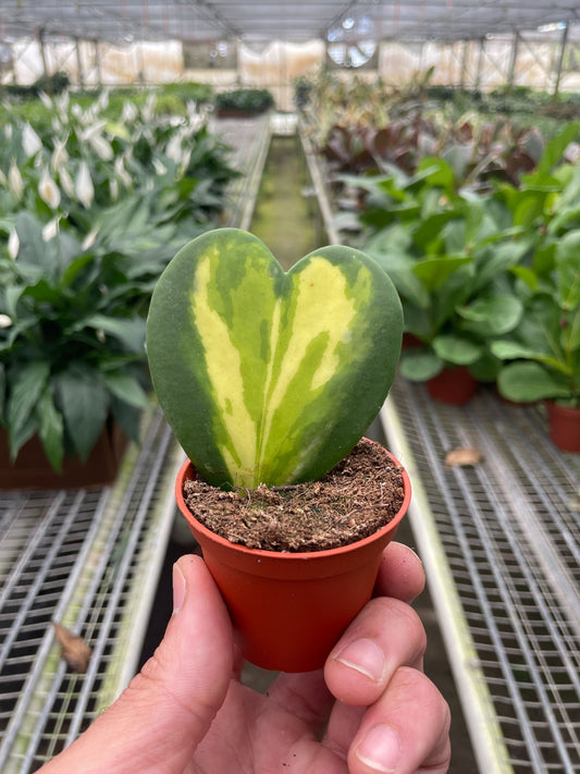 Hoya Heart Flame potted plant