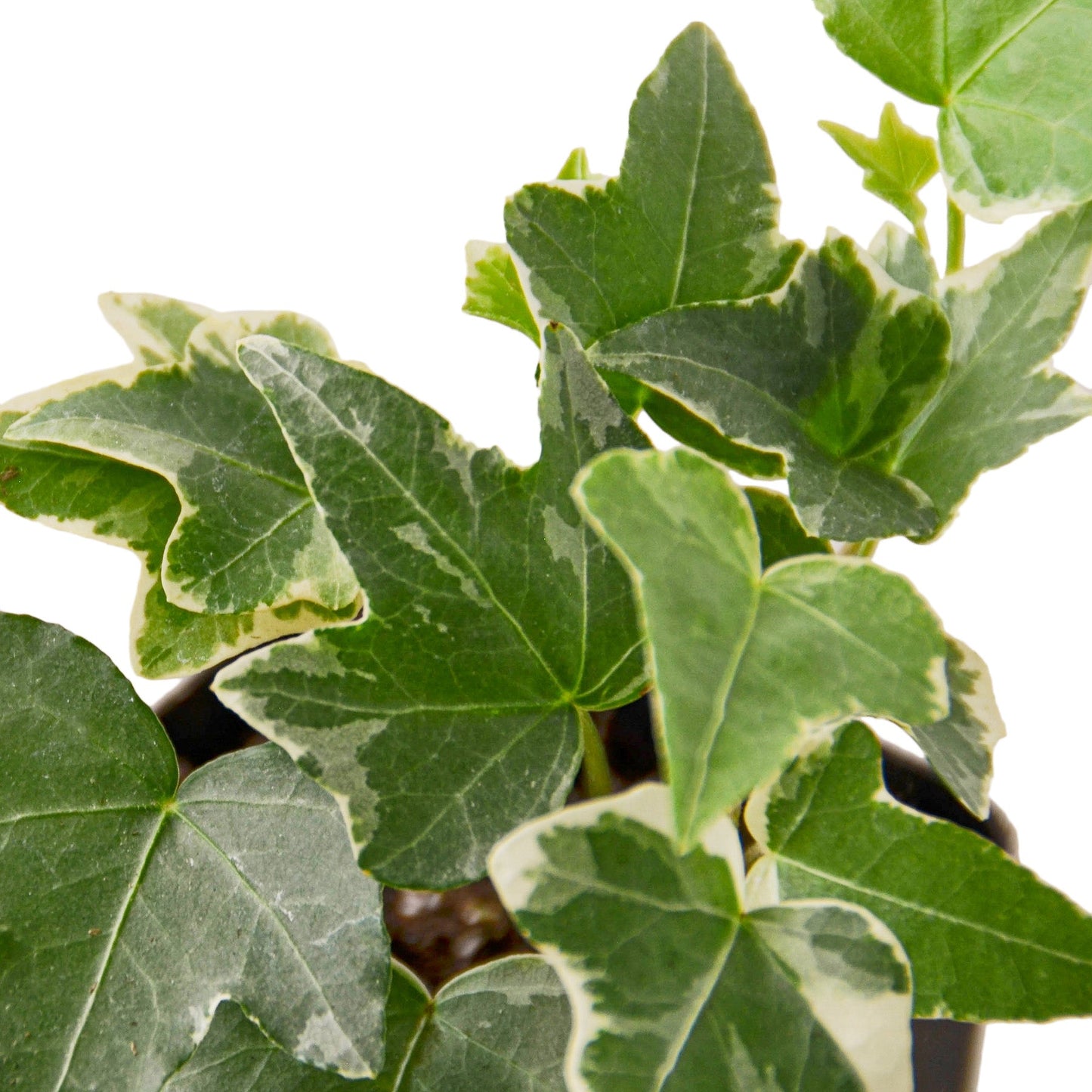 English Ivy 'Glacier' potted plant
