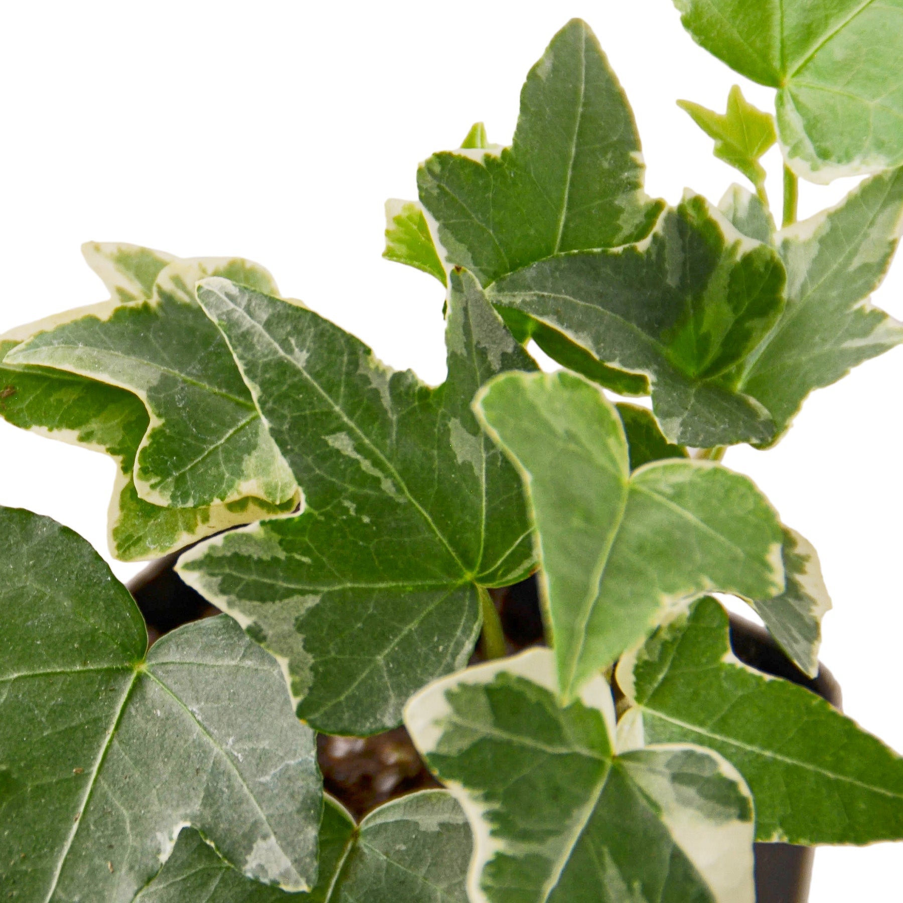 English Ivy 'Glacier' potted plant