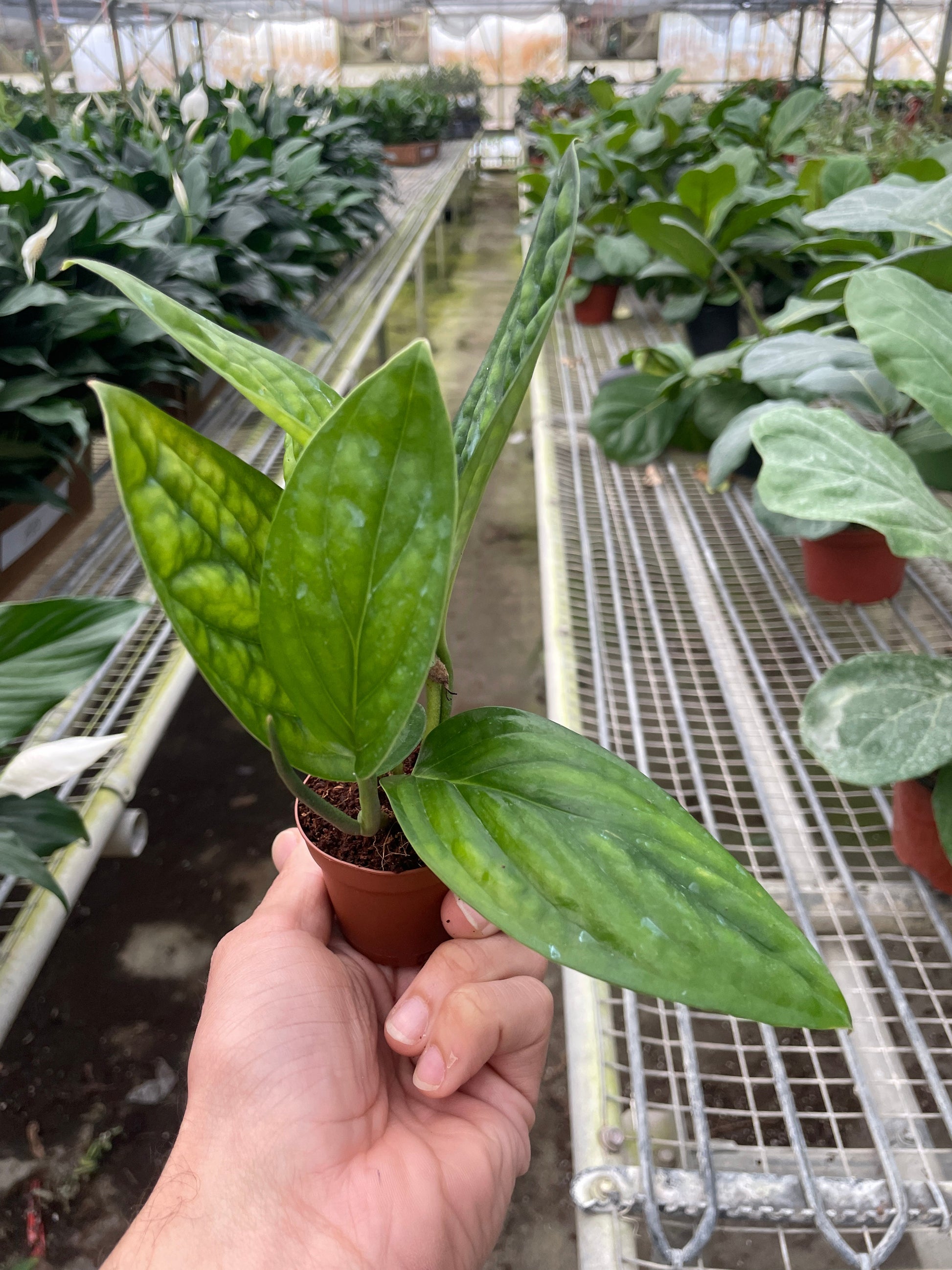 Monstera 'Peru' potted plant