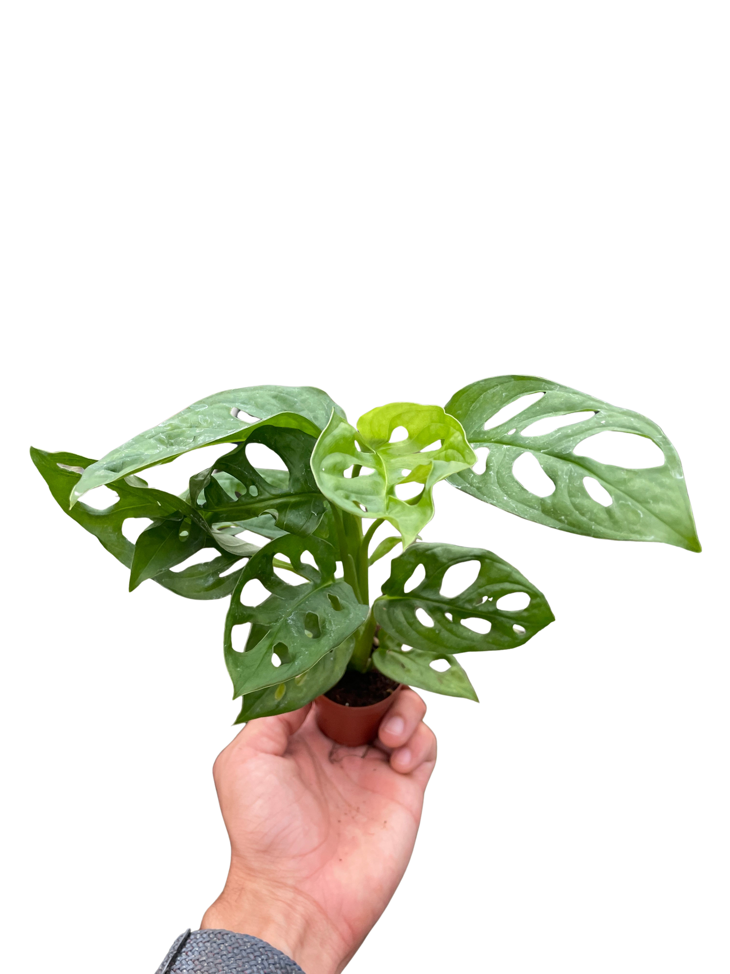 Monstera Adansonii 'Swiss Cheese' potted plant