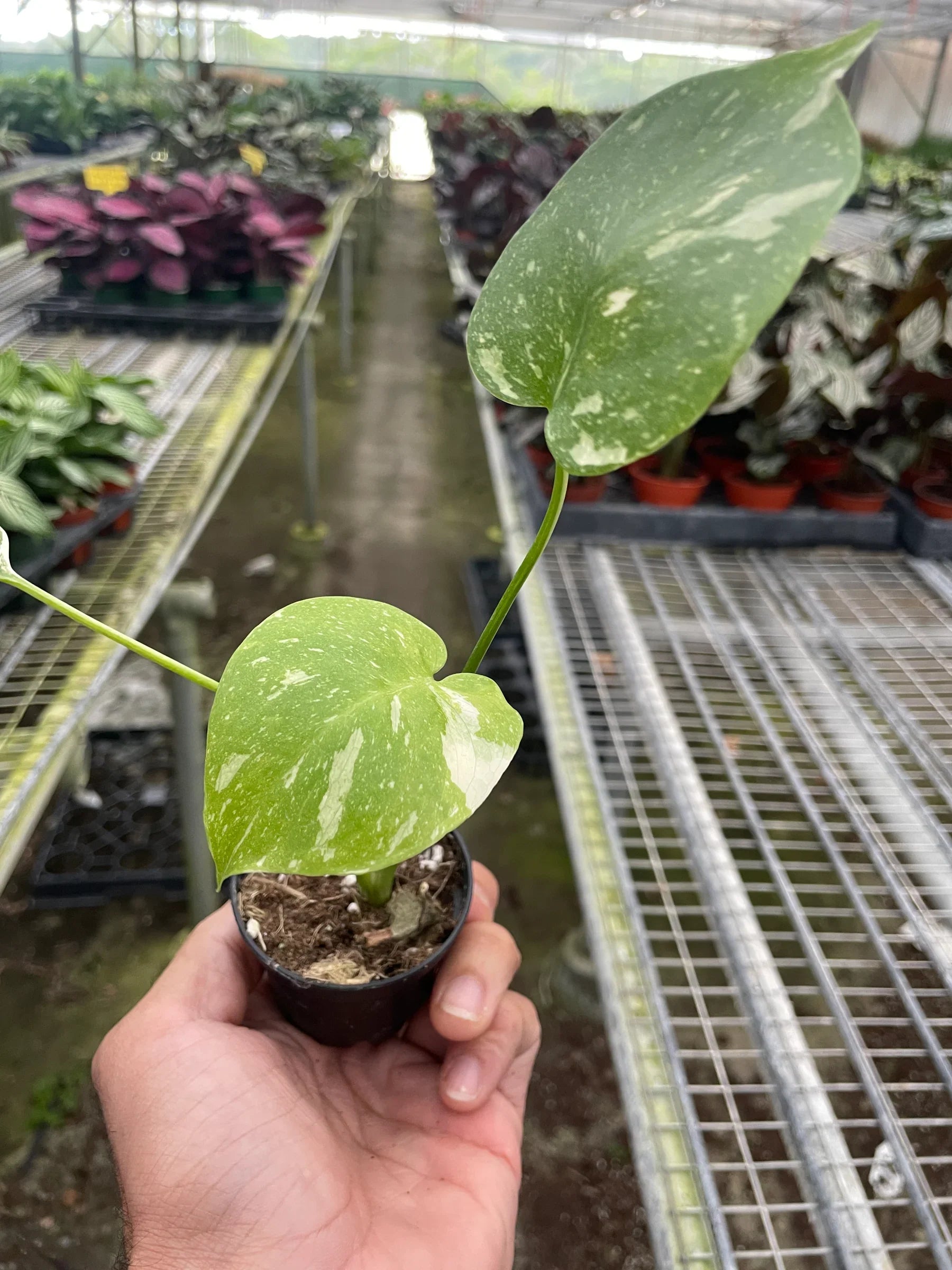 Monstera 'Thai Constellation' potted plant