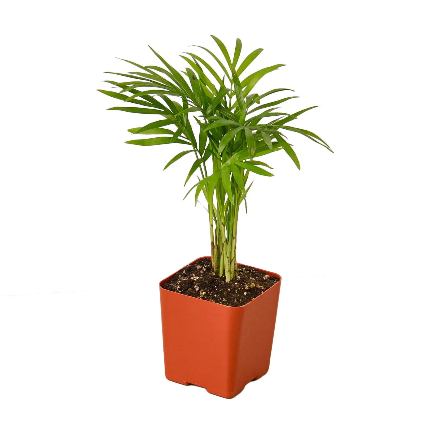 Parlor Palm potted plant