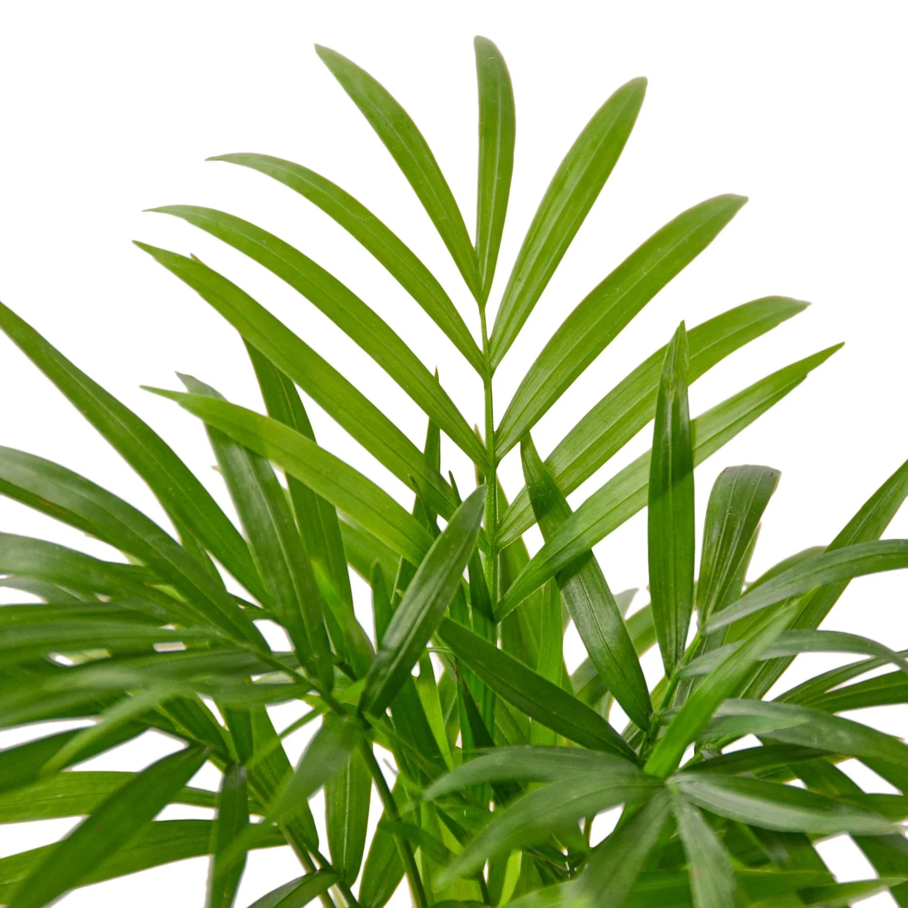 Parlor Palm potted plant