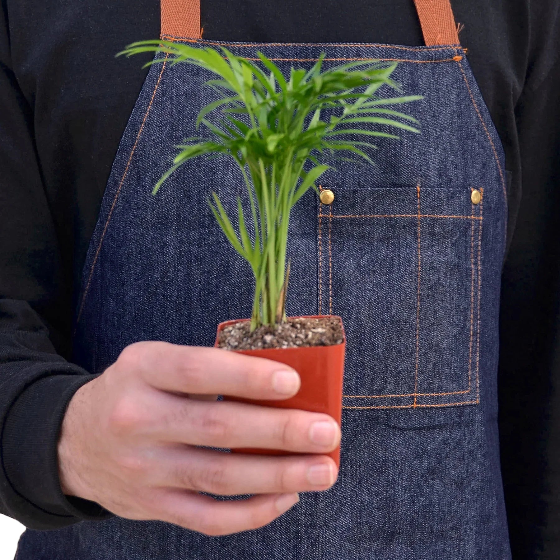 Parlor Palm potted plant