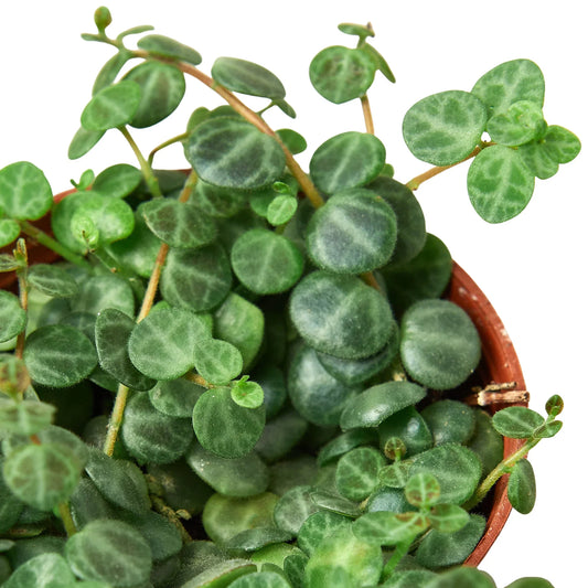 Peperomia Prostrata 'String of Turtles' potted plant