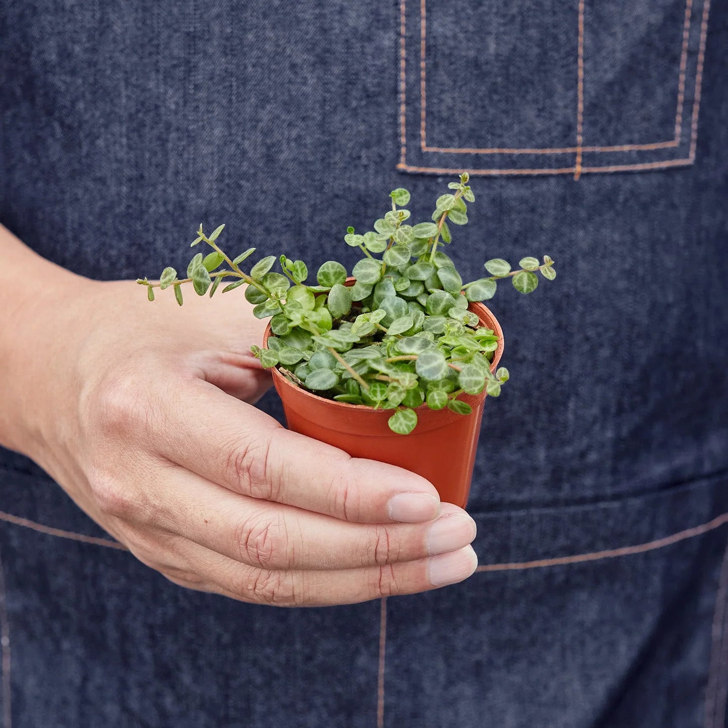 Peperomia Prostrata 'String of Turtles' potted plant