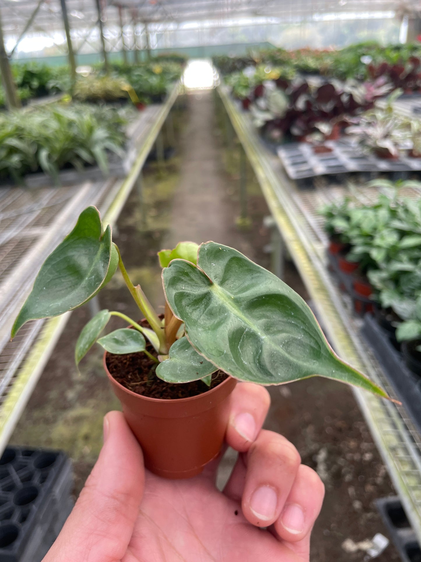 Philodendron 'Billietiae' potted plant