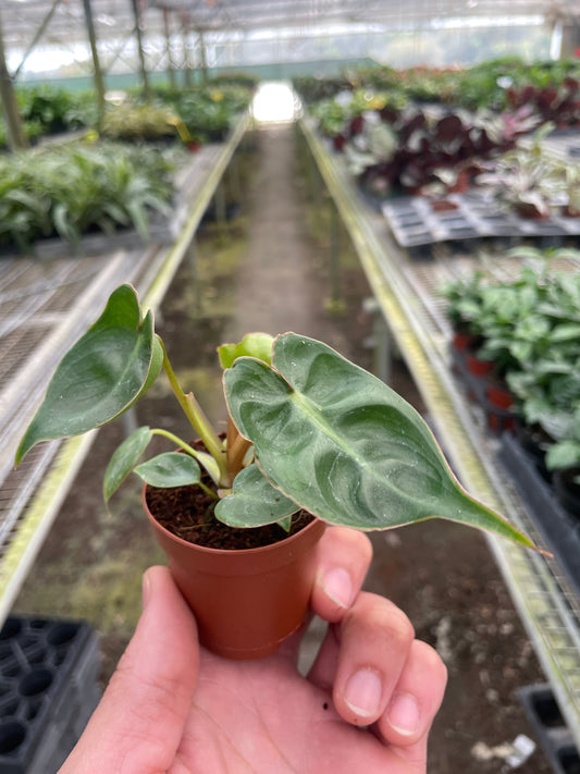 Philodendron 'Billietiae' potted plant