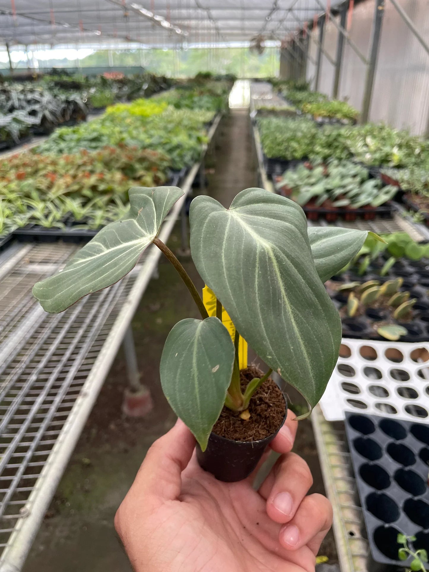 Philodendron Gloriosum potted plant