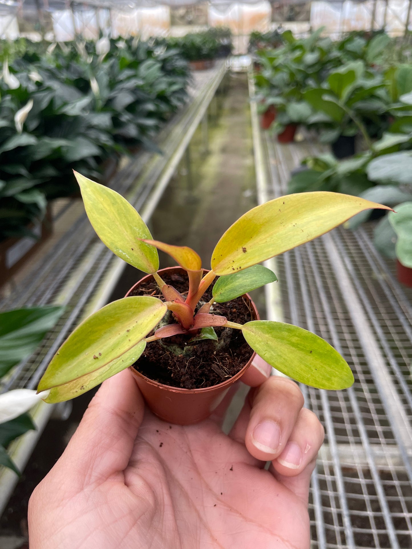 Philodendron 'Orange Marmalade' potted plant
