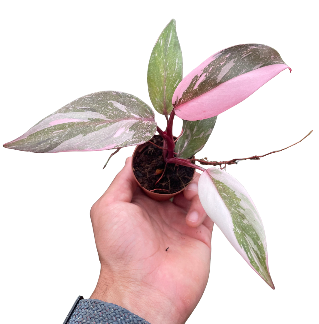 Philodendron 'Marble Pink Princess' potted plant
