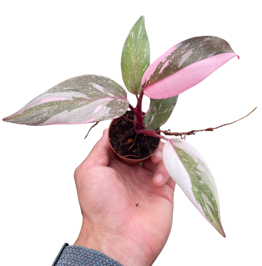 Philodendron 'Marble Pink Princess' potted plant