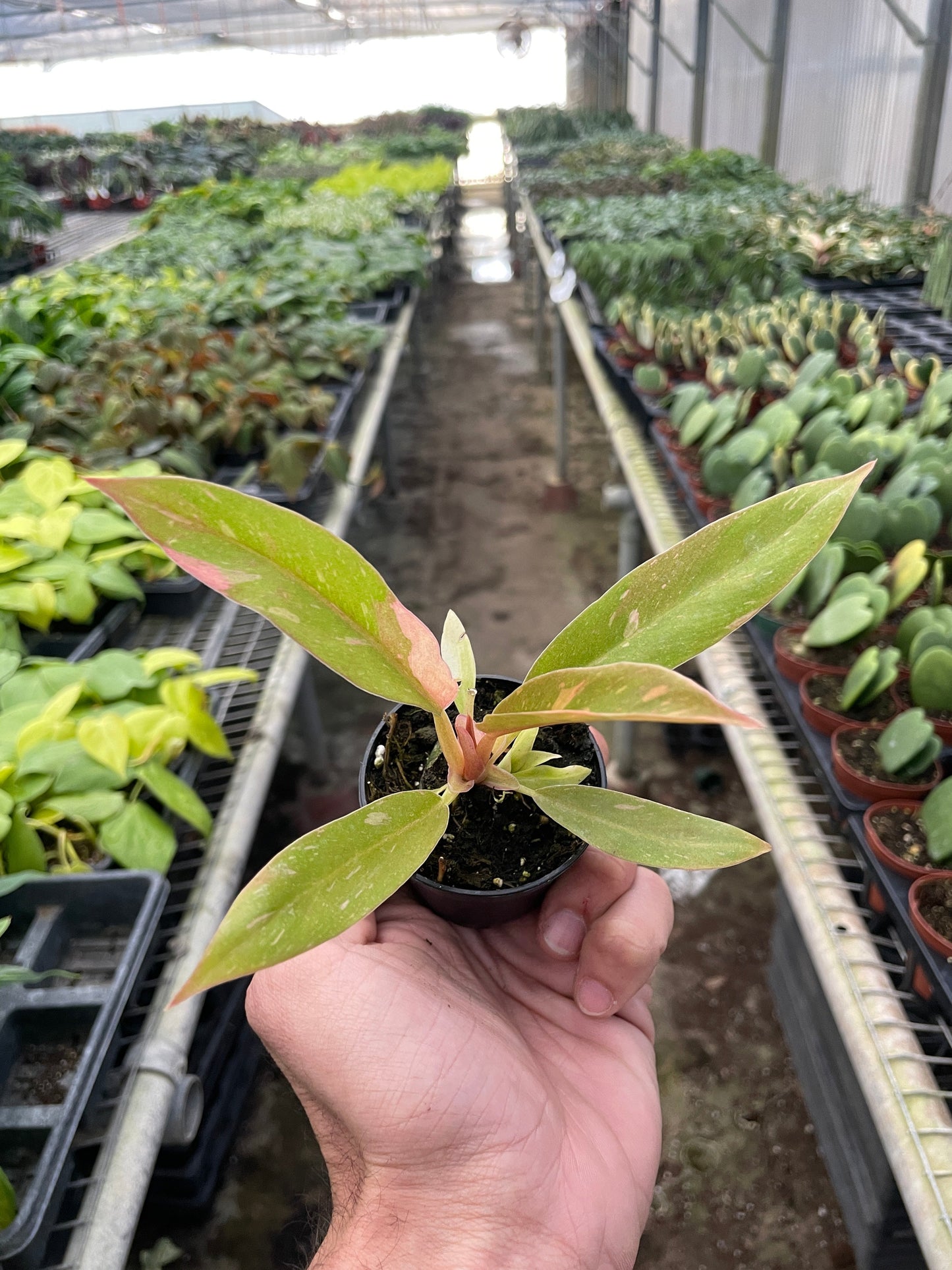 Philodendron Ring of Fire Variegated potted plant