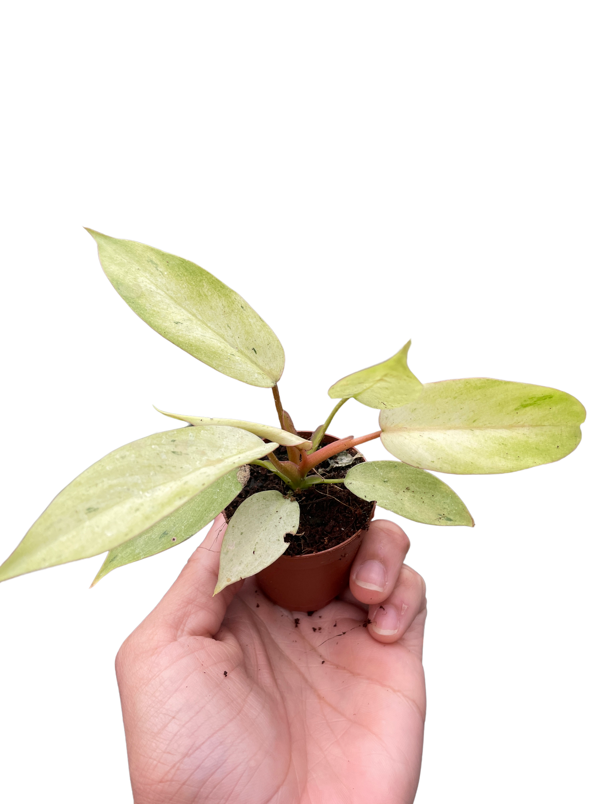 Philodendron 'Snowdrift' potted plant