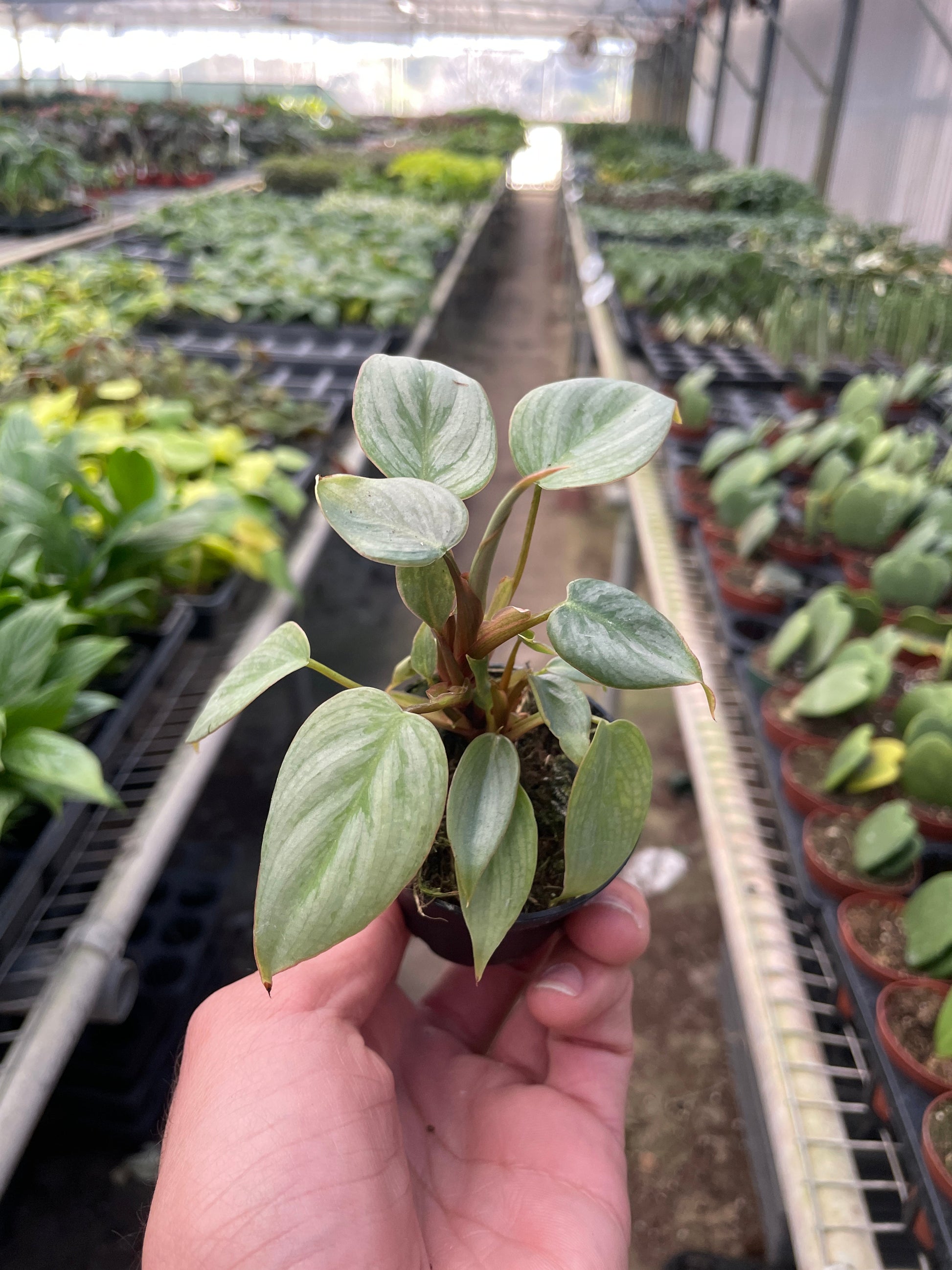 Philodendron 'Sodiroi' potted plant