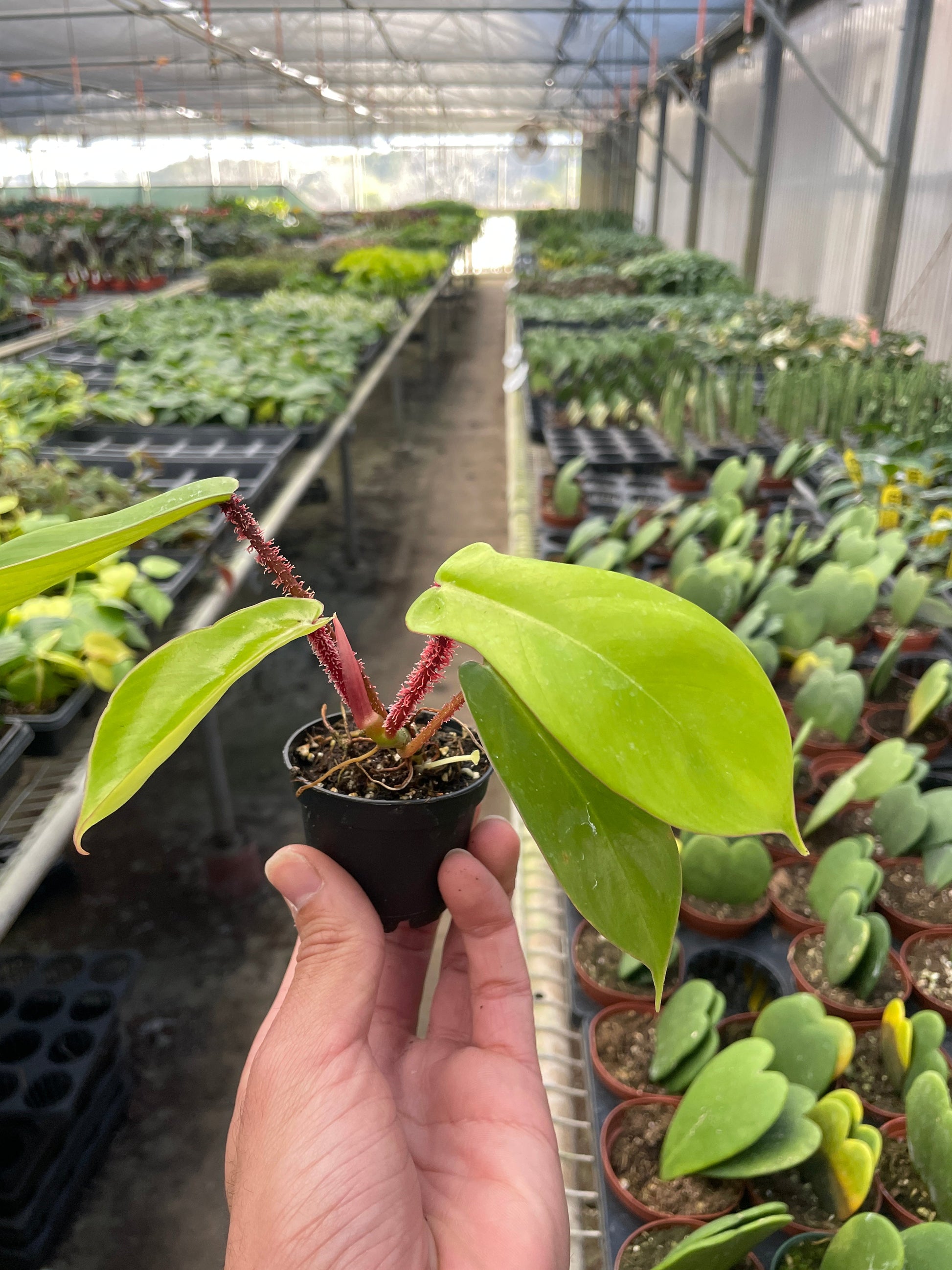 Philodendron 'Squamiferum' potted plant