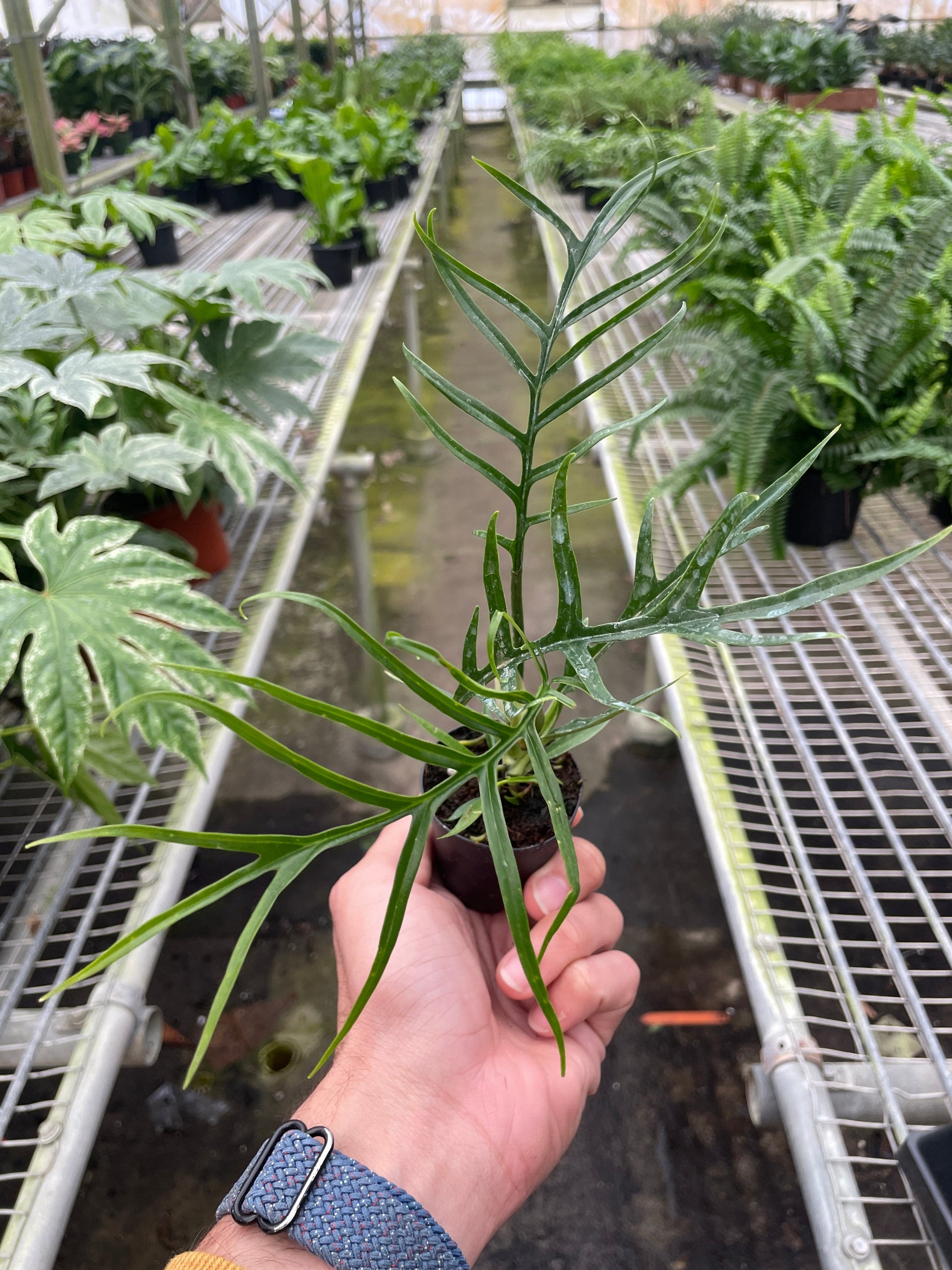 Philodendron 'Tortum' potted plant