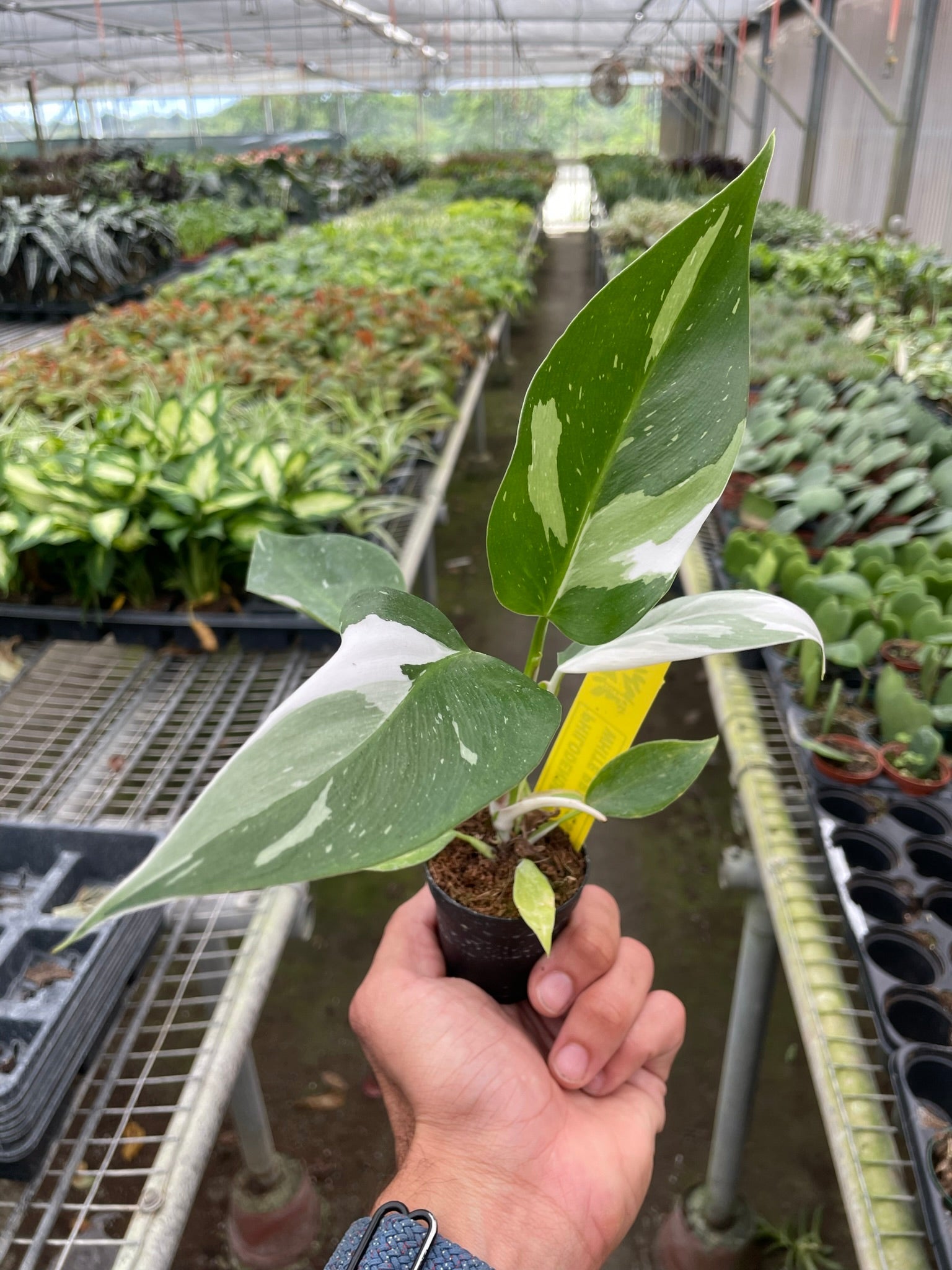 Philodendron 'White Princess' potted plant