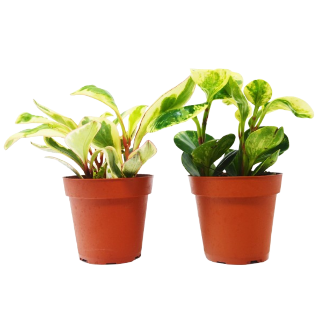 2 Peperomia Plants Variety Pack in 4" Pots 4" potted plant