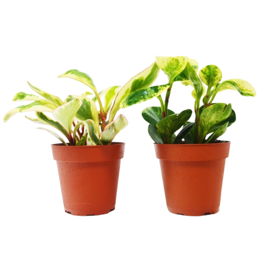 2 Peperomia Plants Variety Pack in 4" Pots 4" potted plant
