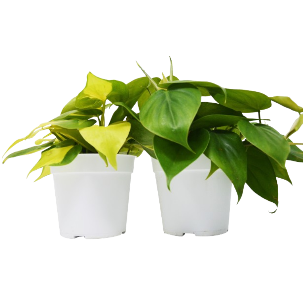 2 Philodendron Variety Pack 4" potted plant