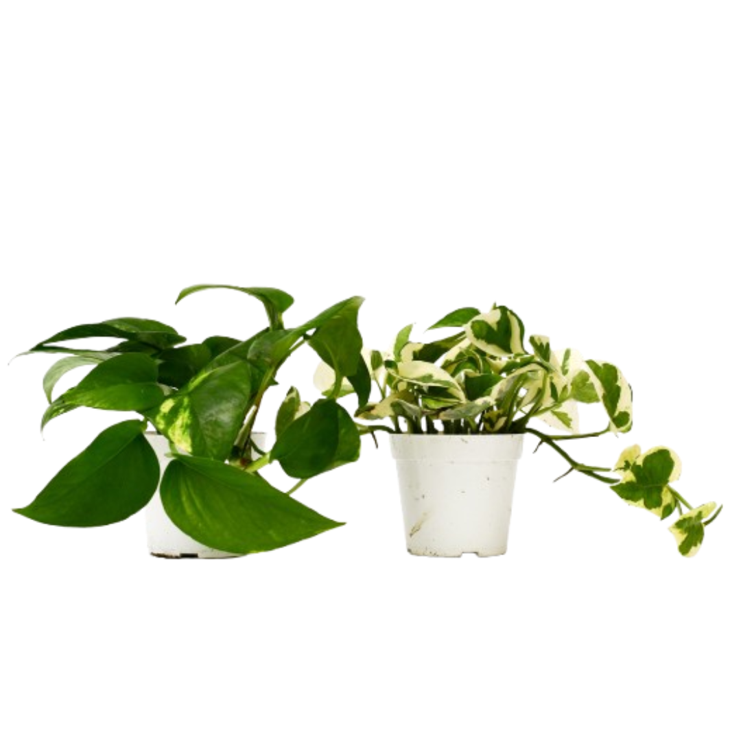 2 Pothos Variety Pack 4" potted plant