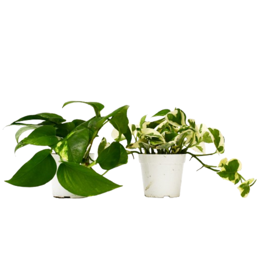 2 Pothos Variety Pack 4" potted plant