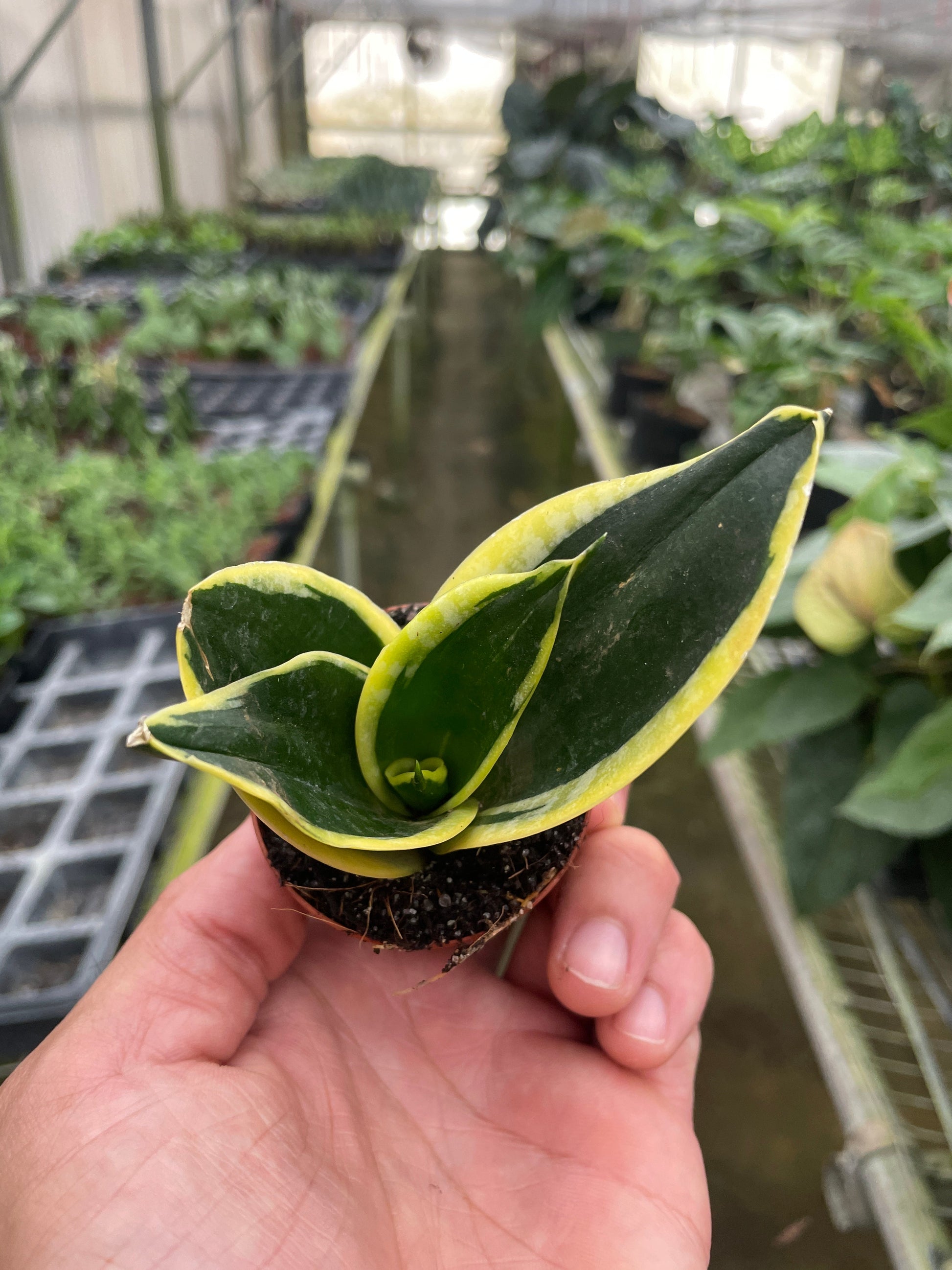 Snake Plant Black Gold potted plant