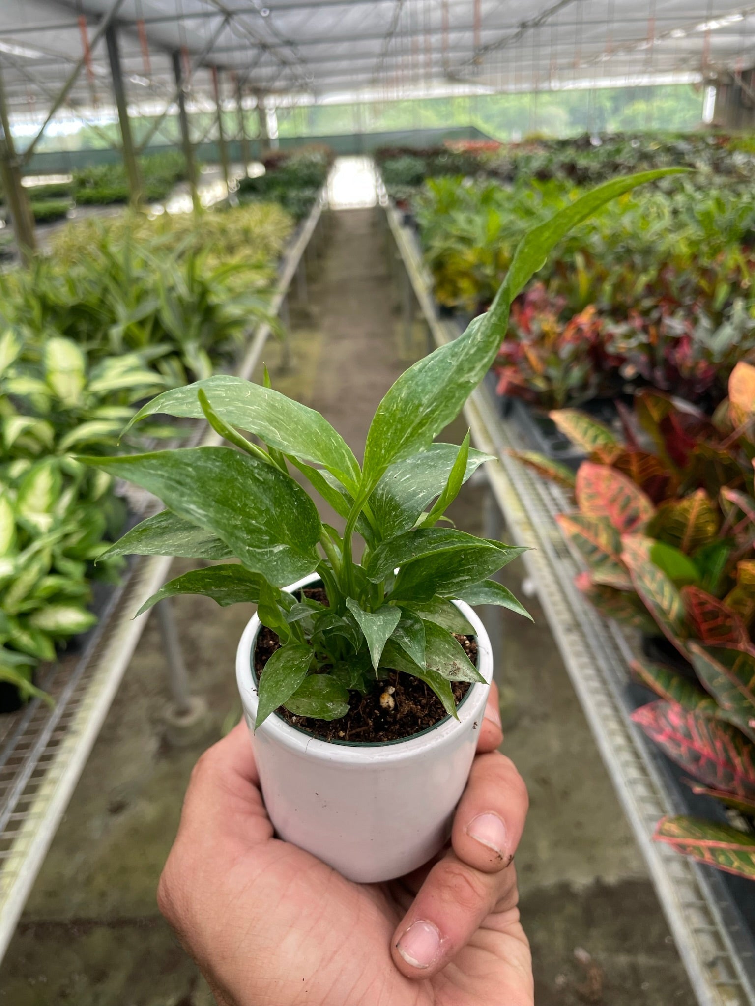 Variegated Spathiphyllum 'Domino' potted plant