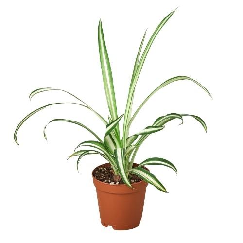 Spider Plant Reverse potted plant