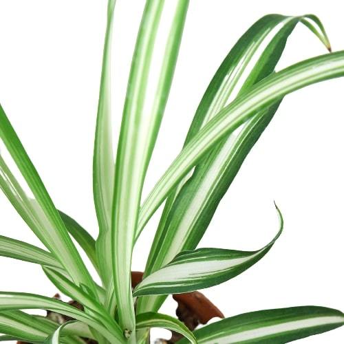 Spider Plant Reverse potted plant