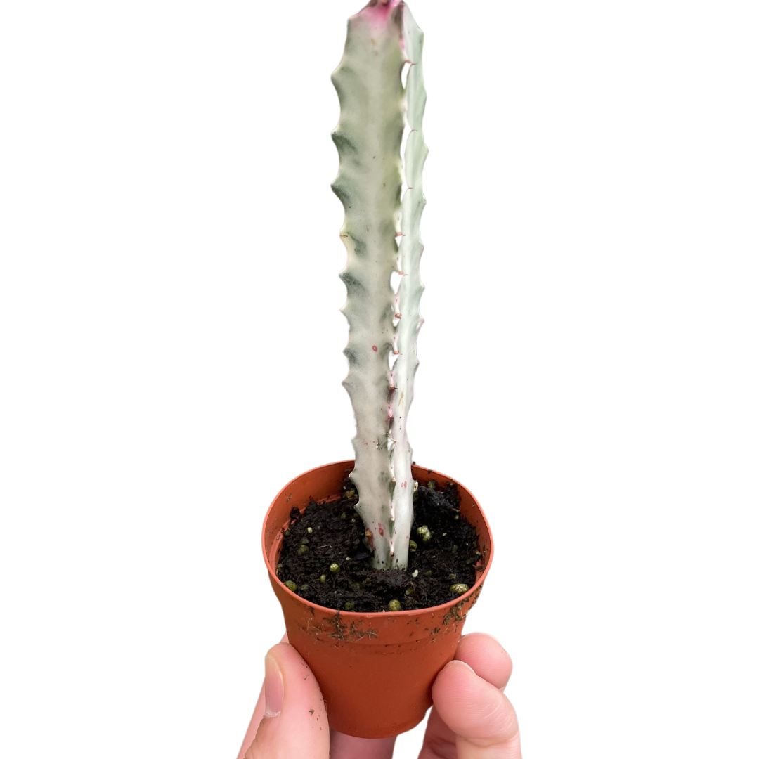 Succulent Euphorbia 'Dragon Bone' potted plant