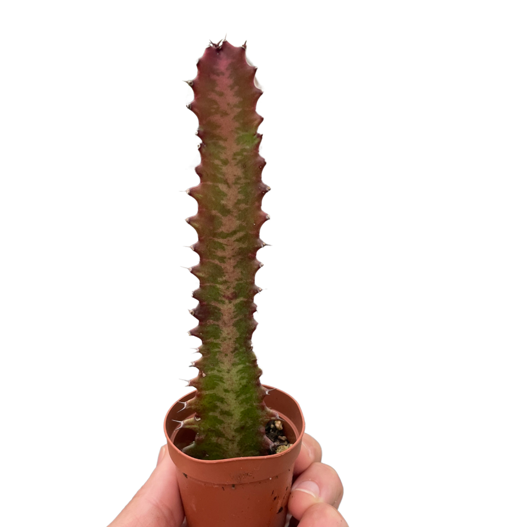 Succulent Euphorbia 'Trigona Rubra' potted plant